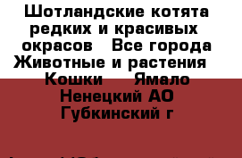 Шотландские котята редких и красивых  окрасов - Все города Животные и растения » Кошки   . Ямало-Ненецкий АО,Губкинский г.